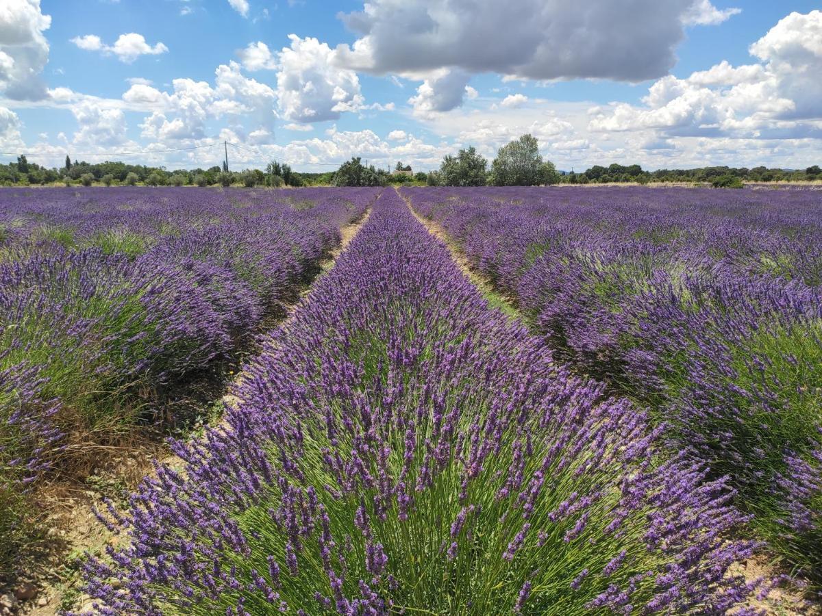 Les Champs De Provence Bed & Breakfast La Baume-de-Transit Luaran gambar